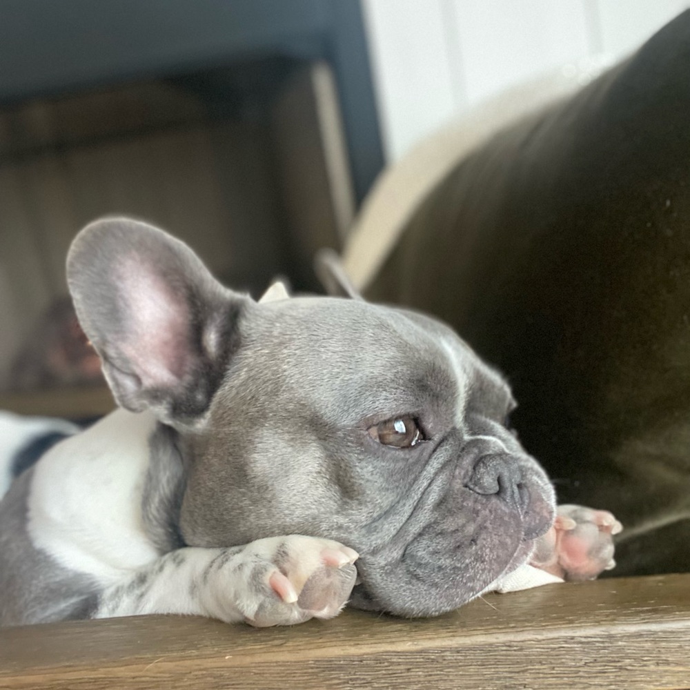 Meet your Posher, Charlie